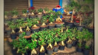 ร้านขายชวนชม ที่สวนจตุจักร (Adenium for sale at Jatujak market thailand )