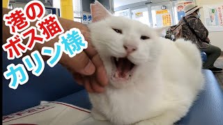 港のボス猫カリン様‼️真っ白ふあふあ待合室の天使様 Ferocious cat