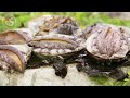 abalone farming how farms make billions of dollars from abalone farm documentary