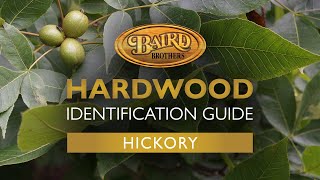 Hickory Hardwood: Uses, Characteristics, and Identification Guide