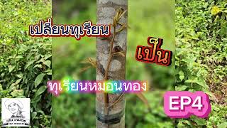 วิธีเปลี่ยนทุเรียนบ้าน เป็นหมอนทอง EP4