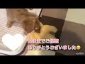 モカの気持ちno.12🐾モカちゃんとリボンちゃん【ミニチュアダックスフンド】