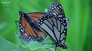 Local entreprenuer puts up $50,000 to help track butterfly migration