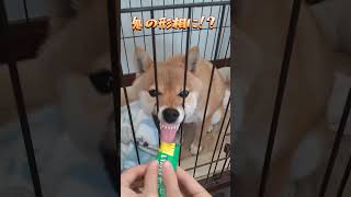 【柴犬さくらちゃんねる】ちゅーる食べる顔がスゴイ件🤣 #shibaken #柴犬のいる暮らし #dog #柴犬と暮らす