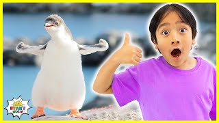 Learn All about Penguins Facts for Kids with Ryan's World!