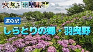 【大阪府羽曳野市】道の駅 しらとりの郷・羽曳野は紫陽花ランド