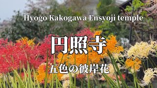 五色の彼岸花～加古川・円照寺～(兵庫県加古川市)2024.10.04