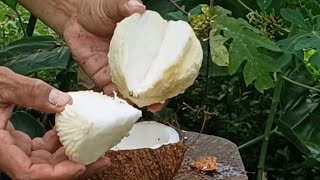 Pink and sprouted coconut/ fresh water and delicious coconut flower/coconut cutting skills