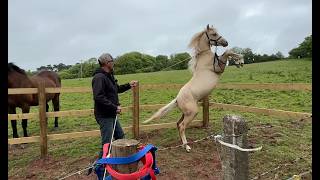 Injured horse refuses to be caught! Can I help??