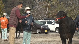 千屋牛の調教技術を継承　高校生や若手農家ら約70人が講習　岡山・新見市