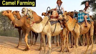 Camel Farming - How to Start a Business Camel Farm - Most Profitable Businesses - Modern Farming