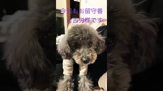 【愛犬プー君】おとなしい時はもっとかわいい