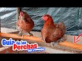 Las Perchas en el Gallinero 🐔🐓 Guía Completa