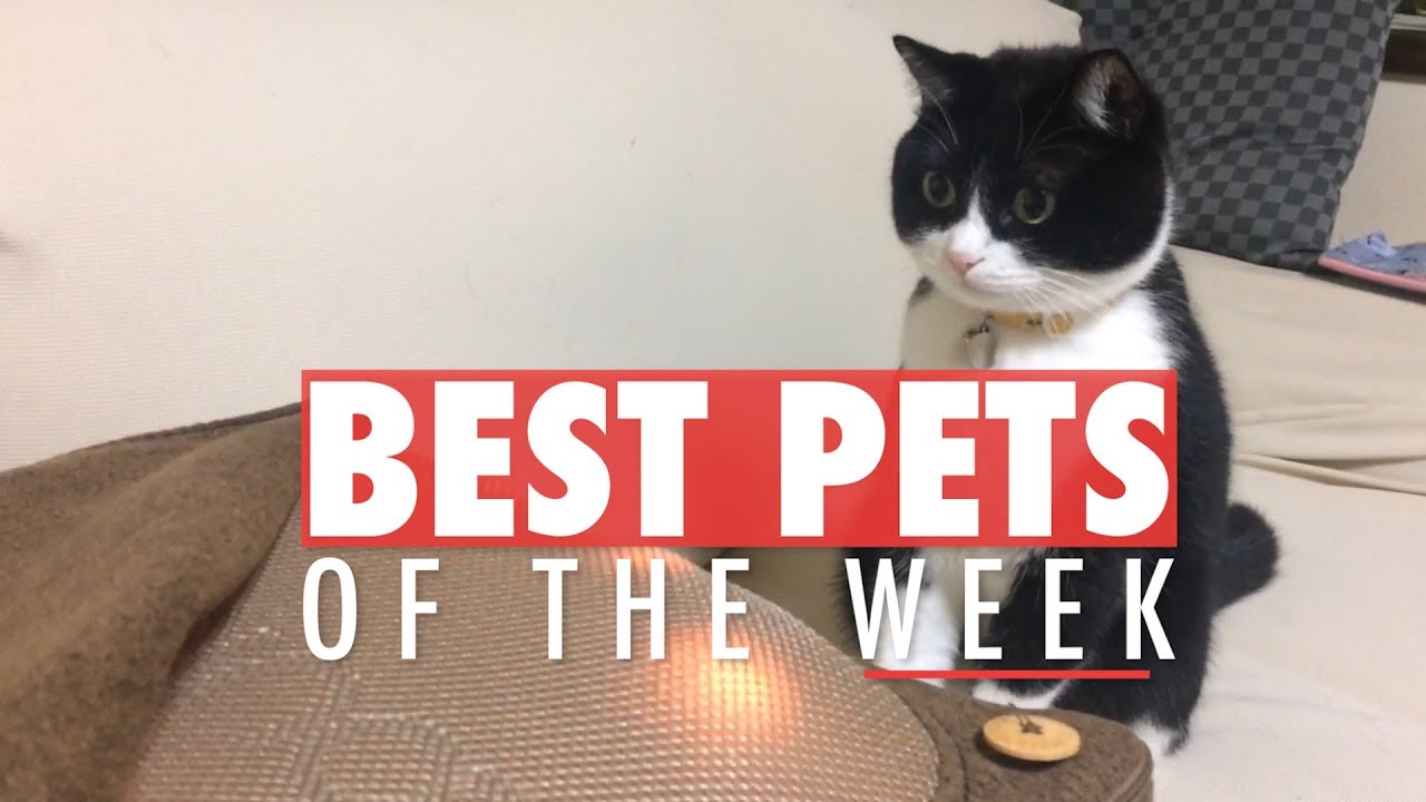 Best Pets Of The Week - YouTube