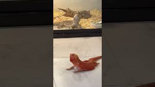 不仲 #フトアゴ #フトアゴヒゲトカゲ #トカゲ #爬虫類 #喧嘩上等 #beardeddragon #lizard #reptiles #fighting