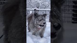 秋田犬長毛カイ雪を貪り食う