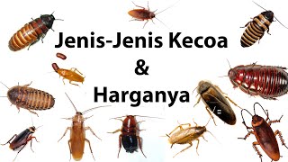 Jenis-Jenis Kecoa Beserta Harganya