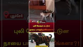 புலி வேஷம் கட்டுன நாயை பார்த்திருக்கீங்களா?! | புதுச்சேரி | #Puducherry |  #dog | #tiger | #shorts