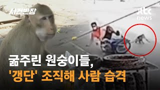 오토바이 운전자 습격한 건?…배고픈 원숭이 '갱단' #글로벌픽 / JTBC 사건반장