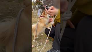 おやつに夢中な犬 #ポメラニアン #dog #チワワ