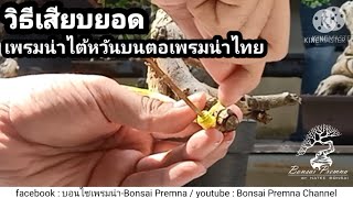 วิธีเสียบยอดเพรมน่าไต้หวันบนตอเพรมน่าไทย / Bonsai Premna by Natee