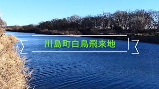 「川島町越辺川の白鳥飛来地」2023年1月上旬