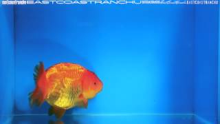 SOLD | Ranchu Goldfish for Sale *FB761