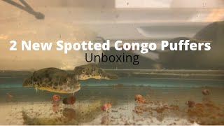 2 New Spotted Congo Puffers