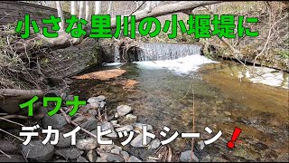 春の渓流は危険もあるが良い思い出も....微妙ですね？・イワナ３６㎝ / フライフィッシング  北海道 / Fly Fishing - Japan