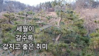 조형소나무전지전정방법2012편(완성을 위한 마무리)johyeong pine tree