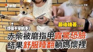 赤柴磨指甲！一臉驚恐→舒服熟睡媽媽懷裡💗｜寵物動物｜狗狗｜柴犬｜精選影片