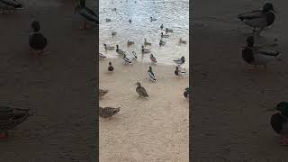 many ducks on the river bank