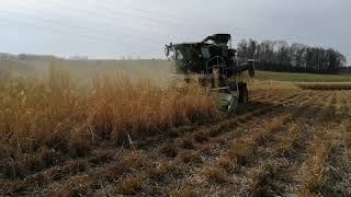 Mobile pellet press Metitron560 harvesting  and pelleting a standing Miscanthus sinensis crop