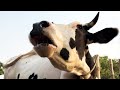 cow sounds humboo humba | cow mooing | cow videos with sound