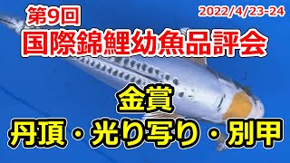 【Gold prize 丹頂、光り写り、光り無地、浅黄、秋翠、別甲、無地】第9回国際錦鯉幼魚品評会　2022年4月23-24日