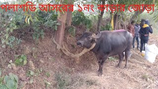 পলাশডি আসরের ১নং কাড়া পৌঁছে গেছে ফুল মৌসুম আছে