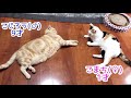 【猫紹介】わが家のかわいいにゃんず