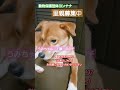 @plusde24 動物保護団体ヨンナナ 里親募集中 里親募集 保護活動 保護犬 野犬の子 元野犬 保護活動の現実