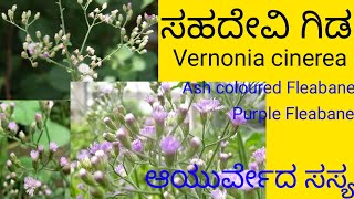 ಸಹದೇವಿ ಗಿಡ, Vernonia cinerea, Ash coloured Fleabane, Purple Fleabane, Little Ironweed