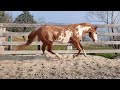 MR SONNY IMPRINT - 20 years old APHA stallion | Paint Horse sire