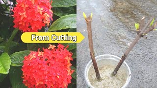 EASIEST Way to Grow Ixora Plants from Cuttings | How to Grow Ixora Plant from single cutting