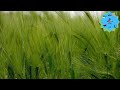 complete barley cultivation planting dates fertilization irrigation care watch the video