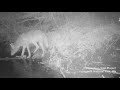 first video footage of wolves hunting freshwater fish