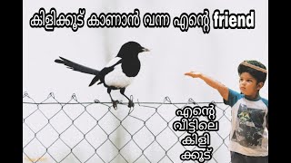 Perfect okay 👌 Home Aviary കിളിക്കൂട് ക