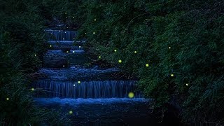 蛍の舞  dance of the fireflies 2014 (伊豆キャンプフィールドと清和県民の森のホタル)