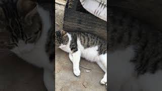 【猫】子持ちししゃも。#short  #cat