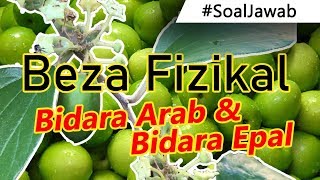 Cara Beza Pokok Bidara Arab Dan Bidara Epal. 3 Beza Fizikal Pokok Bidara Yang Wajib Anda Tahu!