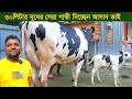 ৩০লিটার দুধের সেরা গাভী দিচ্ছেন আসাদ ভাই dairy farm