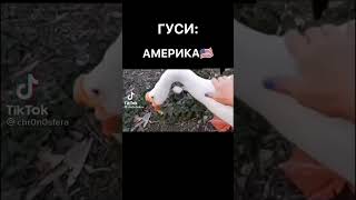 Гуси Америки vs Гуси России