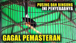 INI SEBABNYA‼️gagal pemasteran murai batu